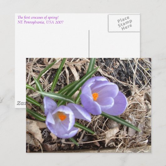 Carte Postale Premier Crocus ! -Carte postales (Devant / Derrière)