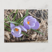 Carte Postale Premier Crocus ! -Carte postales (Devant)