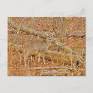 Carte Postale Premier hiver du Cerf de Bébé