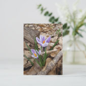 Carte Postale PREMIER SPRING FLEURS produits (Debout devant)