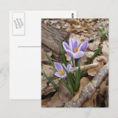 Carte Postale PREMIER SPRING FLEURS produits (Devant / Derrière)