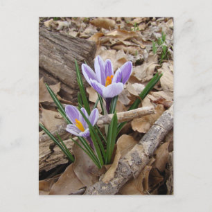 Carte Postale PREMIER SPRING FLEURS produits