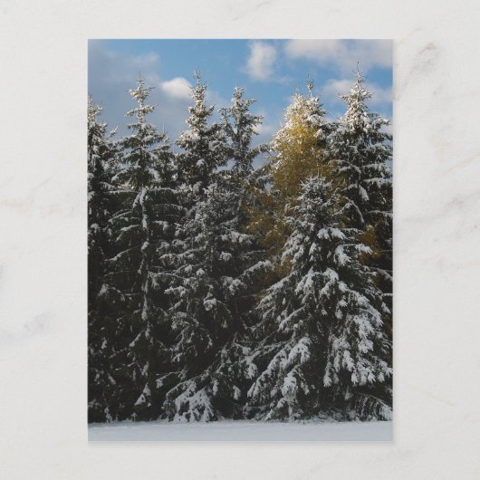 Carte Postale Première neige 2009 (Devant)