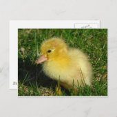 Carte Postale Première Scovie de la saison (Devant / Derrière)