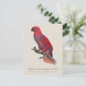 Carte Postale Premiere variete du grand Lori / Eclectus perroque (Debout devant)