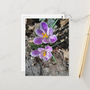 Carte Postale Premières Fleurs du Printemps 2026 Crocus Violet