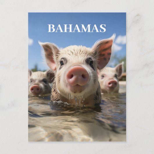 Carte Postale Premium Quality Bahamas Pignobles de natation Exum (Devant)