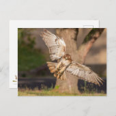 Carte Postale Prendre le but Faucon à queue rouge (Devant / Derrière)