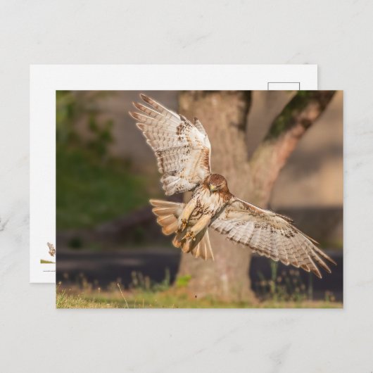 Carte Postale Prendre le but Faucon à queue rouge (Devant / Derrière)