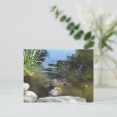 Carte Postale Prendre un Dip Racoon (Debout devant)