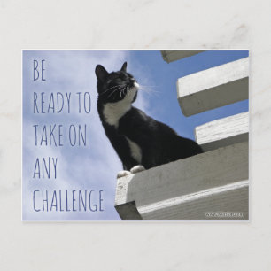 Carte Postale Prenez n'importe quel chat de motivation Challenge