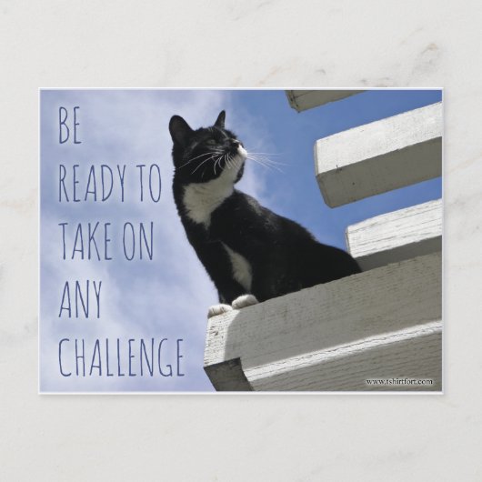 Carte Postale Prenez n'importe quel chat de motivation Challenge (Devant)