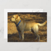 Carte Postale Préparez pour chasser, Labrador fier au soleil (Devant / Derrière)