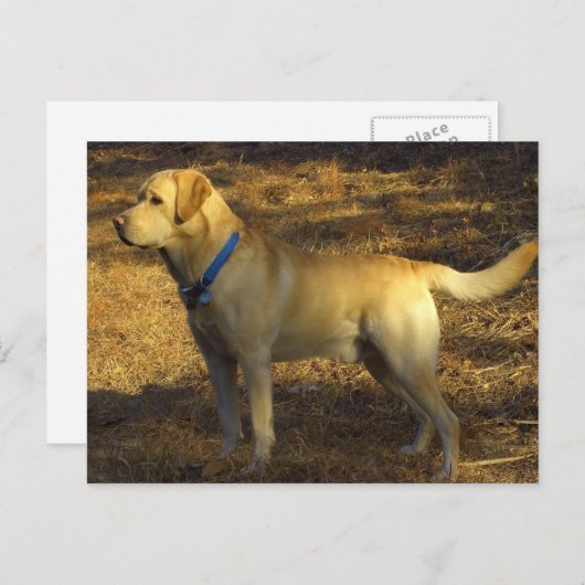 Carte Postale Préparez pour chasser, Labrador fier au soleil (Devant / Derrière)