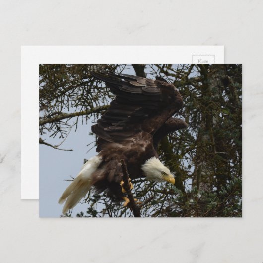 Carte Postale Préparez pour le vol (Devant / Derrière)