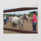 Carte Postale Présentation de chevaux (Devant)