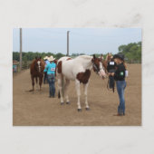 Carte Postale Présentation de chevaux (Devant)