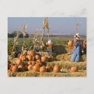 Carte Postale Présentation de citrouilles avec des ballots de fo