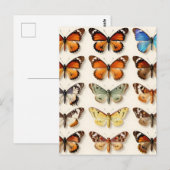 Carte Postale Présentation en grille de la collection de papillo (Devant / Derrière)