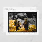 Carte Postale Pression des pairs sur les pingouins frontaliers d (Devant / Derrière)