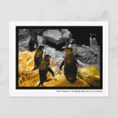 Carte Postale Pression des pairs sur les pingouins frontaliers d (Devant)