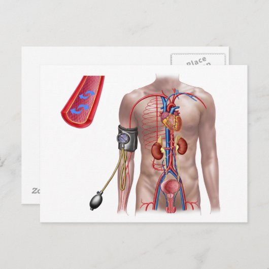 Carte Postale Pression Sanguine Et Système Circulatoire (Devant / Derrière)