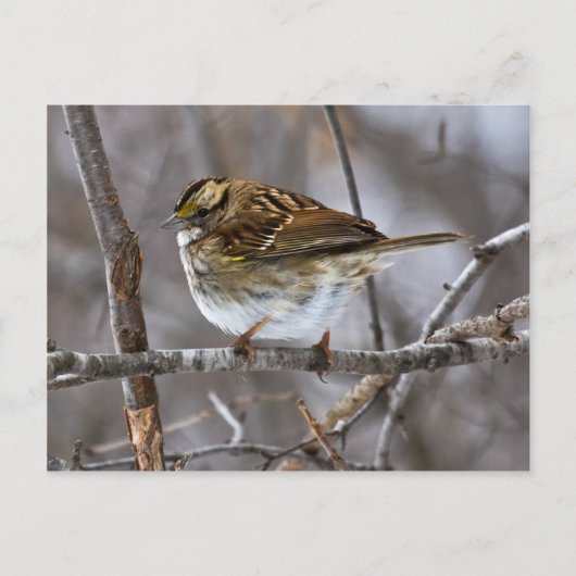 Carte Postale Prêt pour la postcopie de décollage (Devant)