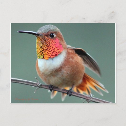 Carte Postale Prêt pour le lancement (Devant)