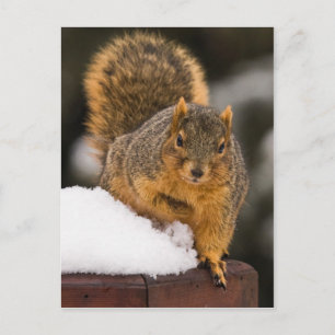 Carte Postale Prêt Pour Le Petit Déjeuner