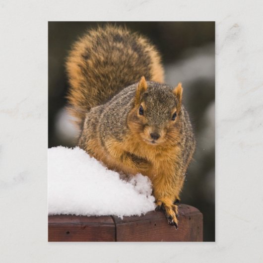 Carte Postale Prêt Pour Le Petit Déjeuner (Devant)