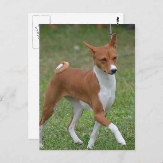 Carte Postale Prêter le chien Basenji (Devant / Derrière)