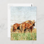 Carte Postale Prêts à travailler, deux chevaux de trait (Devant / Derrière)