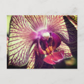 Carte Postale Pretty Orchid Flower Personalized (Devant)