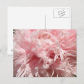 Carte postale Pretty Pale Rose Poppy (Devant / Derrière)