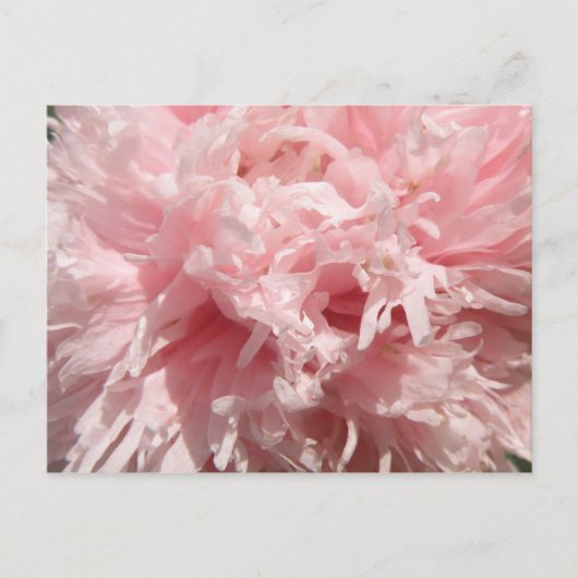 Carte postale Pretty Pale Rose Poppy (Devant)