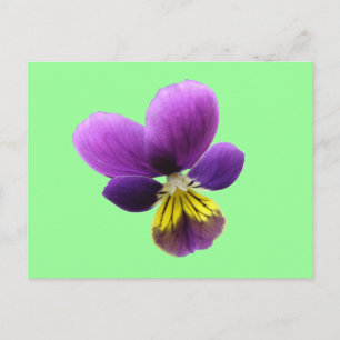 Carte postale Pretty Pansy