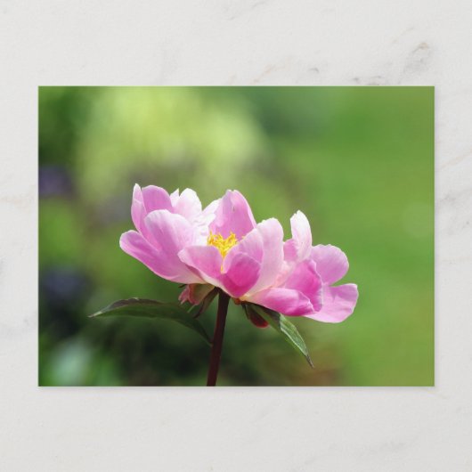 Carte postale Pretty Pink Peony (Devant)