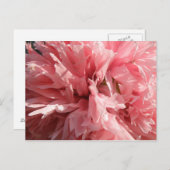 Carte postale Pretty Pink Poppy (Devant / Derrière)