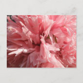 Carte postale Pretty Pink Poppy (Devant)