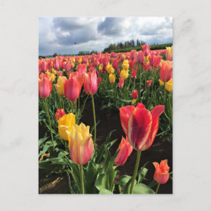 Carte Postale Pretty Spring Tulips in a Field, Oregon