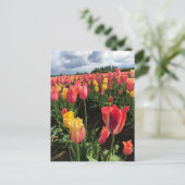 Carte Postale Pretty Spring Tulips in a Field, Oregon (Debout devant)