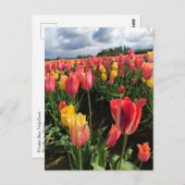 Carte Postale Pretty Spring Tulips in a Field, Oregon (Devant / Derrière)