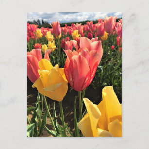 Carte Postale Pretty Spring Tulips in a Field, Oregon