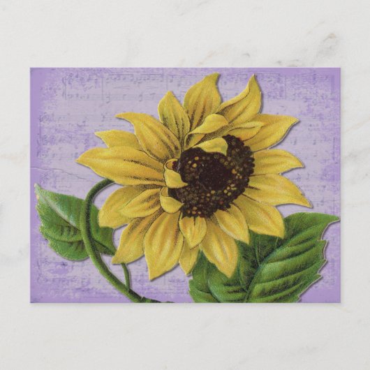 Carte Postale Pretty Sunflower (Devant)
