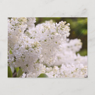 Carte Postale Pretty White Lilacs Photo