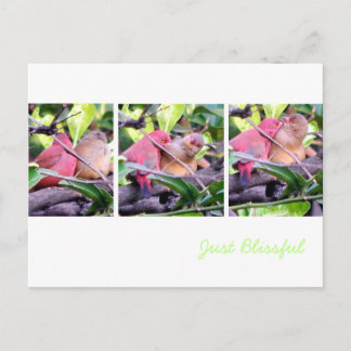 Carte Postale Prévenir les robots