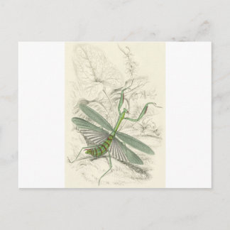 Carte Postale Priant Mantis, Mantis Religiosa