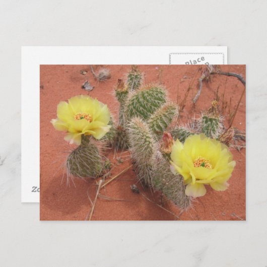 Carte Postale Prickley jaune (Devant / Derrière)