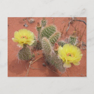 Carte Postale Prickley jaune