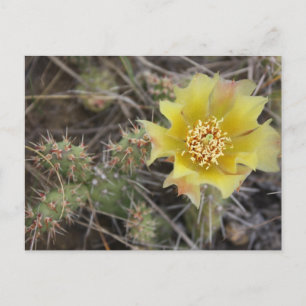 Carte Postale Prickley Pear